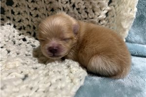 Dasha - Pomeranian for sale