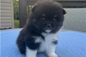 Farrah - Pomeranian for sale