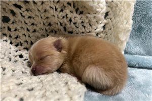 Diana - Pomeranian for sale