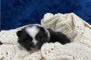 Egon - puppy for sale