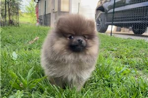 Bart - Pomeranian for sale