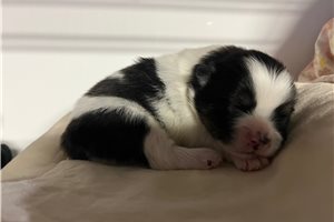 Fantasia - puppy for sale