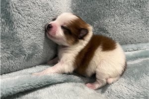 Delaney - puppy for sale