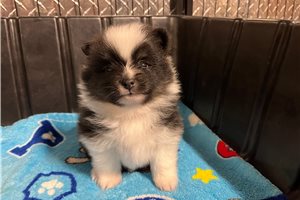 Egon - Pomeranian for sale
