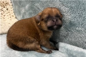 Dylan - Pomeranian for sale