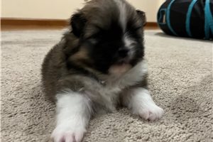 Cedar - Pomeranian for sale