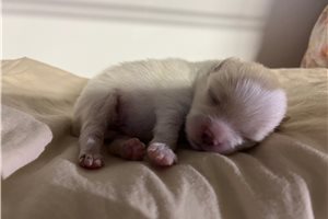 Fabian - Pomeranian for sale