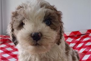 Bernice - puppy for sale