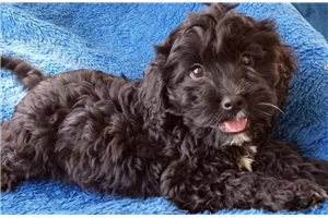 Alec - puppy for sale