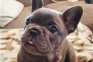 Coraline - French Bulldog for sale