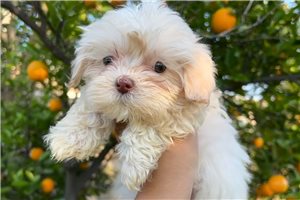 Mindy - puppy for sale