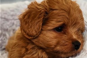 Rachel - puppy for sale