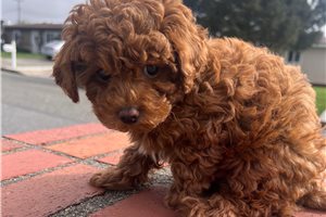 Sophia - Poodle, Toy for sale