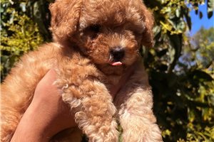 Naomi - Poodle, Toy for sale