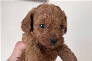Dana - Poodle, Toy for sale