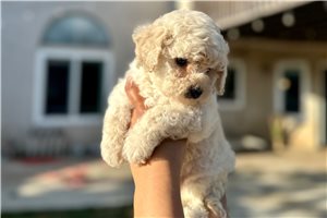 Scout - Poodle, Toy for sale