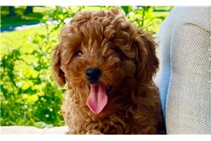 Lincoln - Poodle, Toy for sale