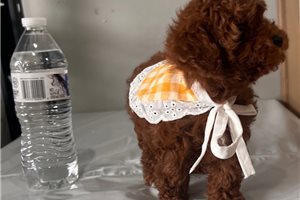 Darya - Poodle, Toy for sale