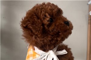 Constance - Poodle, Toy for sale