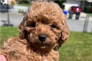 Snapdragon - puppy for sale
