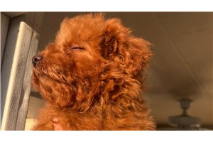 Casey - Poodle, Toy for sale