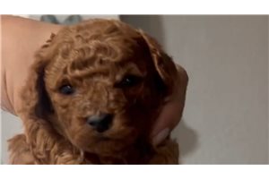 Boy1 - puppy for sale