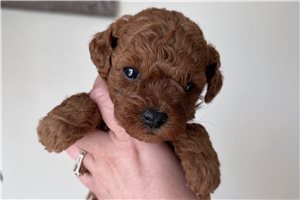 Danica - Poodle, Toy for sale