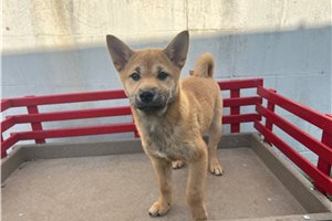 Mizu - puppy for sale