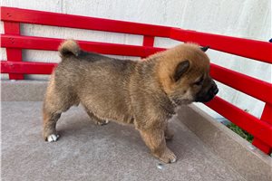 Spring - puppy for sale