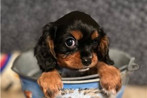 Kyoto - puppy for sale