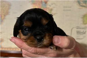 Tokyo - puppy for sale