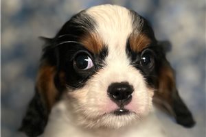 Benjamin - Cavalier King Charles Spaniel for sale