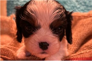 Edo - puppy for sale