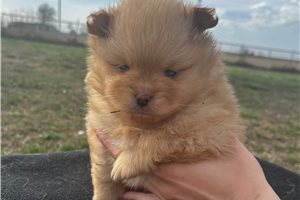 Lancelot - puppy for sale