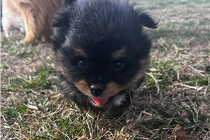 Lala - puppy for sale