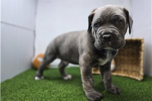 Braxton - Cane Corso Mastiff for sale