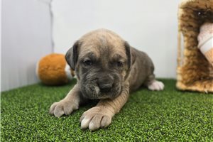 Bixby - puppy for sale