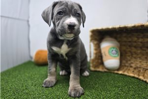 Bambi - Cane Corso Mastiff for sale