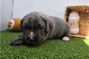 Blaire - puppy for sale