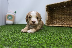 Lincoln - Cavapoo for sale