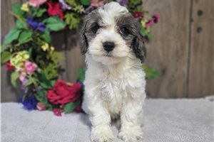 Bianca - puppy for sale
