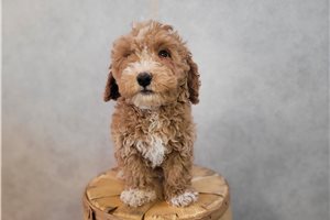 Mimi - puppy for sale
