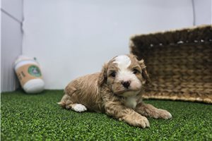 Lincoln - Cavapoo for sale