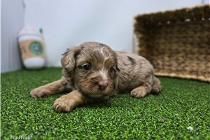 Lucille - puppy for sale