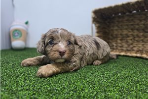 Lucille - Cavapoo for sale