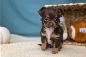 Helen - Chihuahua for sale