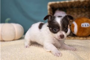 Hope - Chihuahua for sale