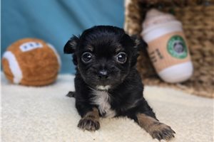 Cyrus - Chihuahua for sale