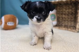 Crystal - Chihuahua for sale