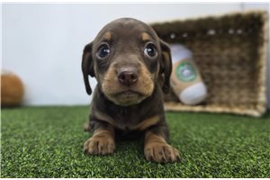 Dora - Chiweenie for sale